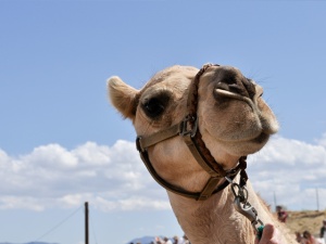 Camel, Virginia City, NV