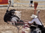 Ostrich race, Reno, NV